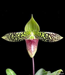 Paphiopedilum sukhakulii