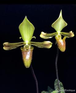 Paphiopedilum sugiyamanum