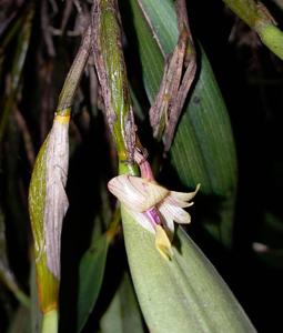 Dendrobium angustifolium