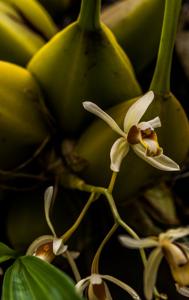 Coelogyne trinervis