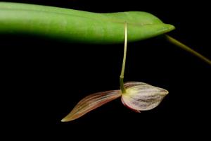 Pleurothallis ruberrima