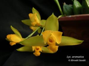 Lycaste aromatica