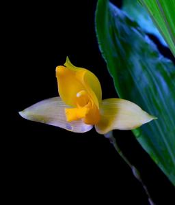 Lycaste aromatica