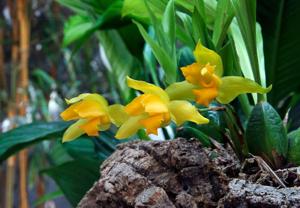 Lycaste aromatica