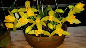 Lycaste aromatica