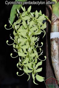 Cycnoches pentadactylon