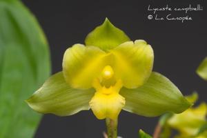 Lycaste campbellii