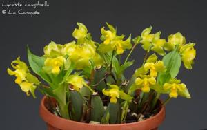 Lycaste campbellii