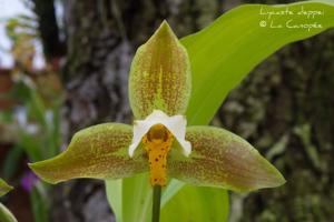 Lycaste deppei