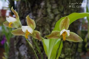 Lycaste deppei