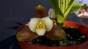 Lycaste dowiana