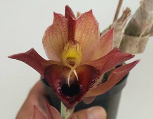 Catasetum schmidtianum