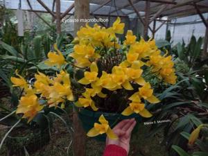 Lycaste macrobulbon