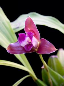 Lycaste macrophylla