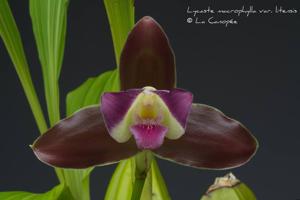 Lycaste macrophylla