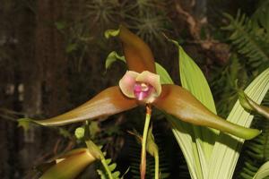 Lycaste schilleriana