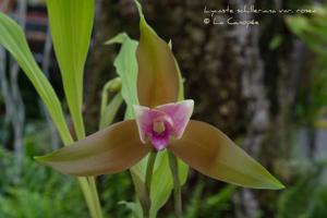 Lycaste schilleriana