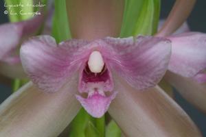 Lycaste tricolor