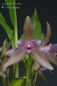 Lycaste tricolor