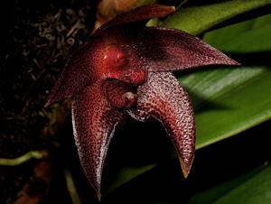 Bulbophyllum elevatopunctatum