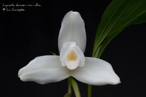 Lycaste virginalis