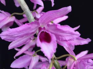 Dendrobium anosmum