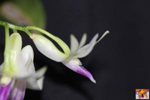 Dendrobium amethystoglossum