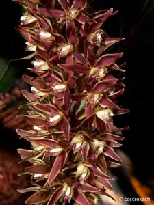 Macradenia multiflora