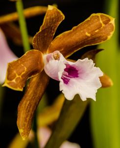 Miltonia candida