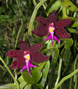 Trichoglottis atropurpurea