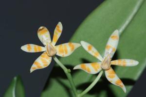 Phalaenopsis maculata