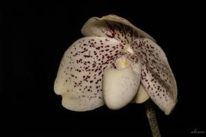 Paphiopedilum godefroyae