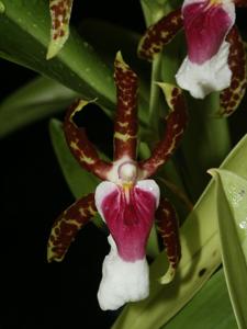 Oncidium schroederianum