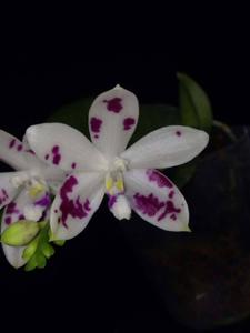 Phalaenopsis tetraspis