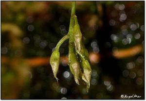 Macroclinium manabinum