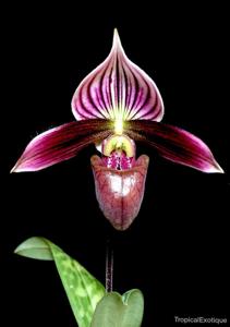 Paphiopedilum purpuratum