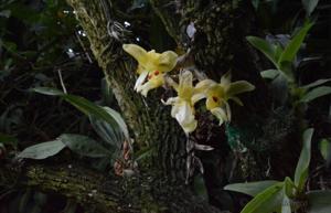 Stanhopea warszewicziana