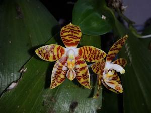 Phalaenopsis amboinensis