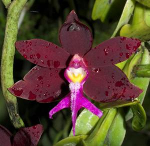 Trichoglottis atropurpurea