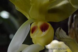 Stanhopea warszewicziana