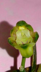 Gastrochilus formosanus