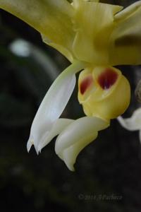 Stanhopea warszewicziana