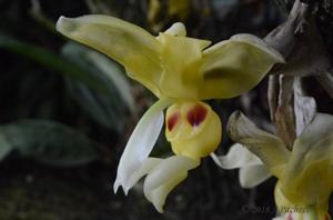 Stanhopea warszewicziana