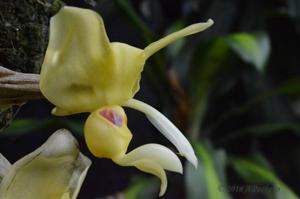 Stanhopea warszewicziana