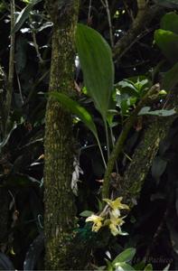 Stanhopea warszewicziana