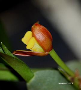 Maxillaria variabilis