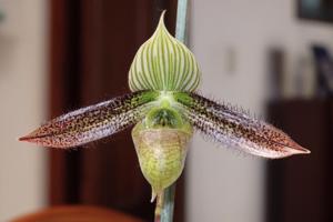 Paphiopedilum wardii