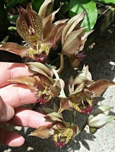 Catasetum schmidtianum