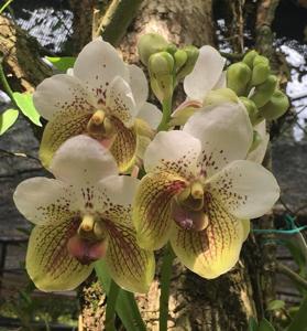 Vanda sanderiana