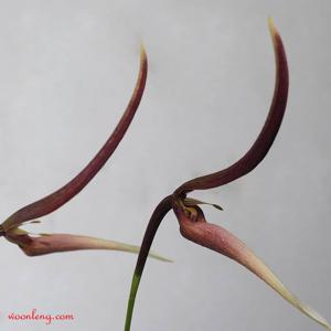 Bulbophyllum dennisii